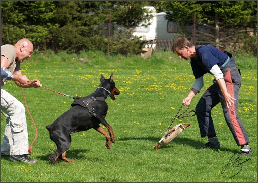 Dogs in training 5/2008